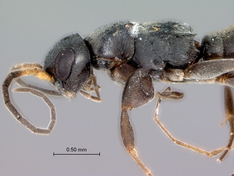 Olixon_dentatum_head_mesosoma_lateral