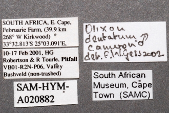 Olixon_dentatum_labels