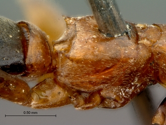 Olixon_myrmosaeforme_SAM-HYM-A002258_propodeum_dorsolateral