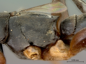 Olixon_saltator_SAM-HYM-A002257_propodeum_lateral
