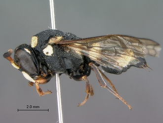 Knemodynerus_species_male_SAM-HYM-P043463_habitus_lateral