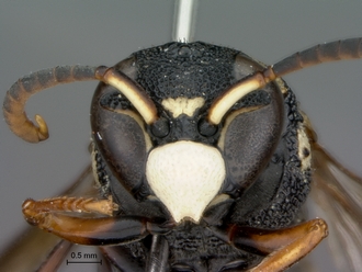 Knemodynerus_species_male_SAM-HYM-P043463_head_frontal