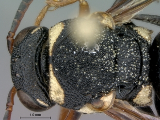 Knemodynerus_species_male_SAM-HYM-P043463_head_mesosoma_dorsal