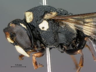 Knemodynerus_species_male_SAM-HYM-P043463_head_mesosoma_lateral