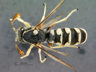 Ceramius_metanotalis_dorsal