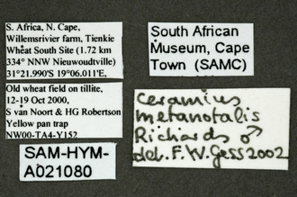 Ceramius_metanotalis_labels
