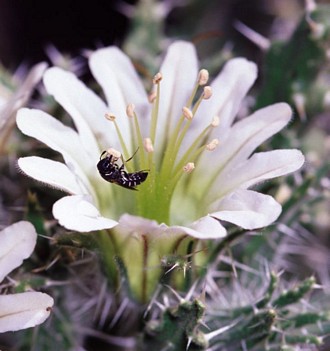 A pollen wasp Jugurtia codoni Gess collecting pollen from Codon royenii, photo Robert Gess