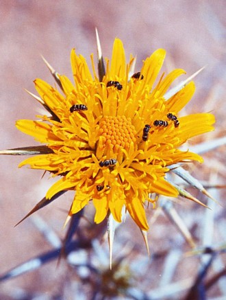 A pollen wasp Quartinia propinqua visiting flowers of Berkheya schinzii, photo Sarah Gess