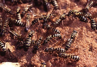 Ceramius socius collecting water from wet sand at waters edge, photo Sarah Gess