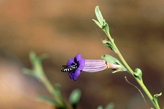 A pollen wasp Masarina peliostomi visiting a Peliostomum flower, photo Robert Gess