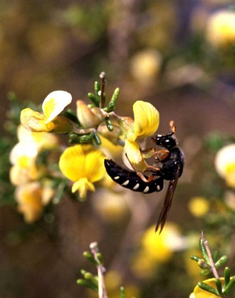 A pollen waspCeramius clypeatus visiting a flower of Aspalathus spinescens, photo Sarah Gess