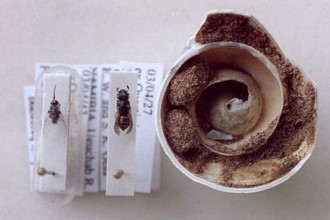 Cells of Quartinia obibensis and associated  Apolysis hesseana, photo Sarah Gess