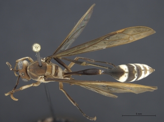 Belonogaster_turbulenta_SAM-HYM-A034611_habitus_dorsal