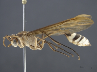 Belonogaster_turbulenta_SAM-HYM-A034611_habitus_lateral
