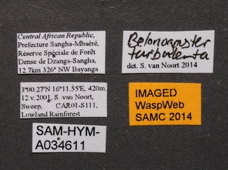 Belonogaster_turbulenta_SAM-HYM-A034611_labels
